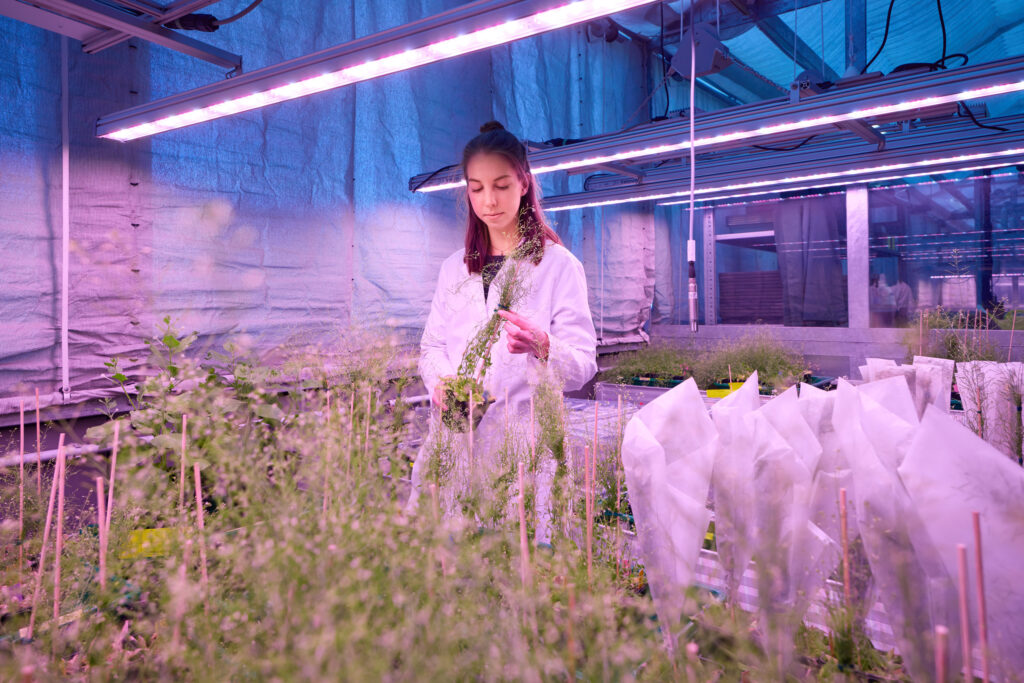 eine junge Wissenschaftlerin steht in einem violett beleuchteten Gewächshaus inmitten von Pflanzen