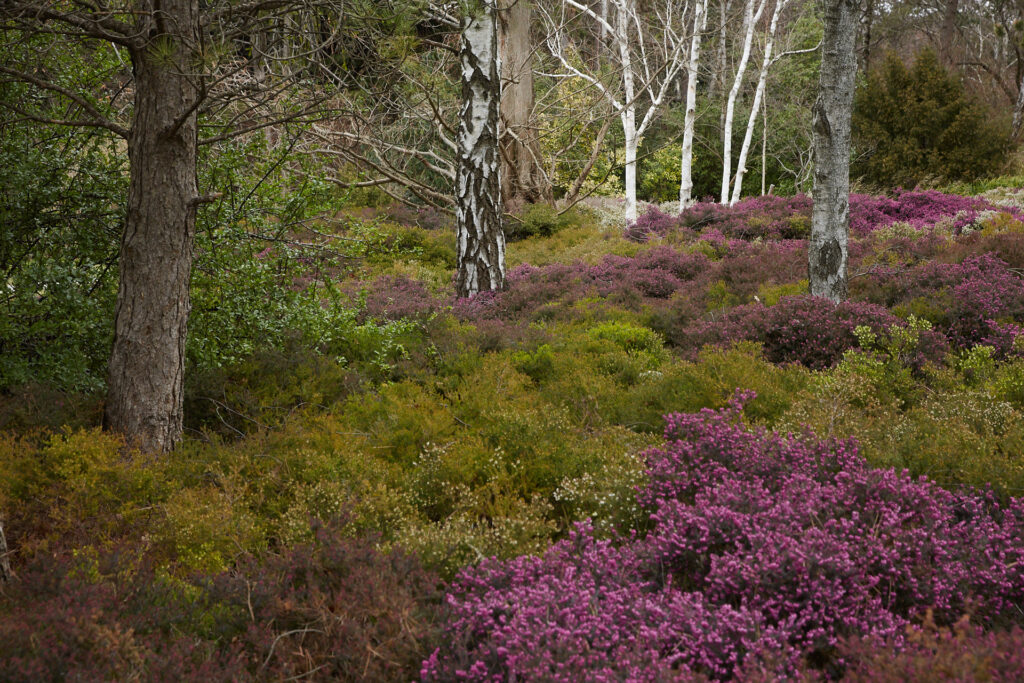 Heidekrautblüte unter Birken und Kiefern in einer naturnah gestalteten Parklandschaft im Kurpark Oberlaa