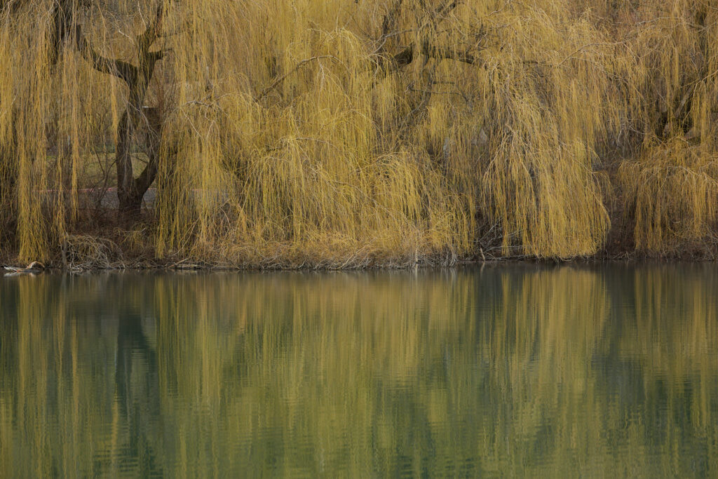 Hängende Äste von Weidenbäumen am Ufer mit Spiegelung im ruhigen Wasser im Kurpark Oberlaa