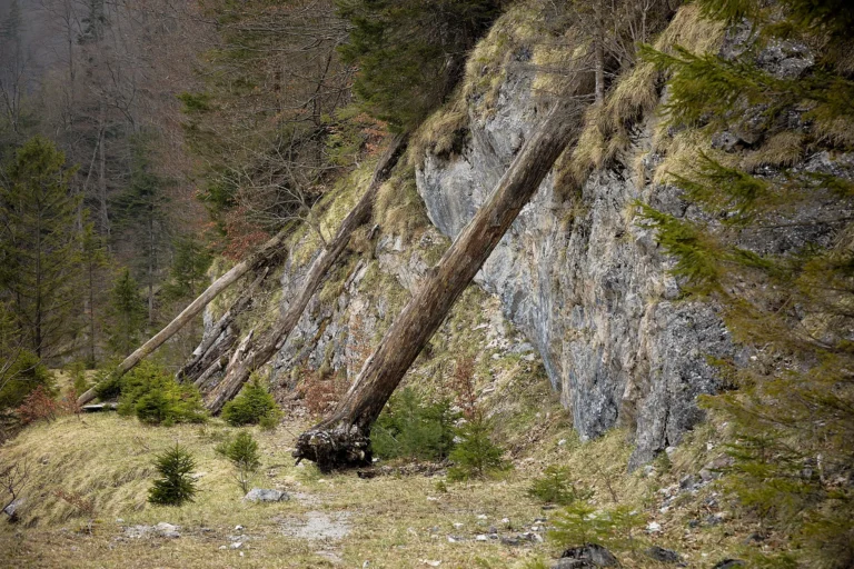 Mehrere entwurzelte Baumstämme liegen schräg an einer steilen, mit Gras bewachsenen Felswand; darunter breitet sich eine schmale, grasige Lichtung mit jungen Fichten aus, umgeben von dichtem Bergwald.