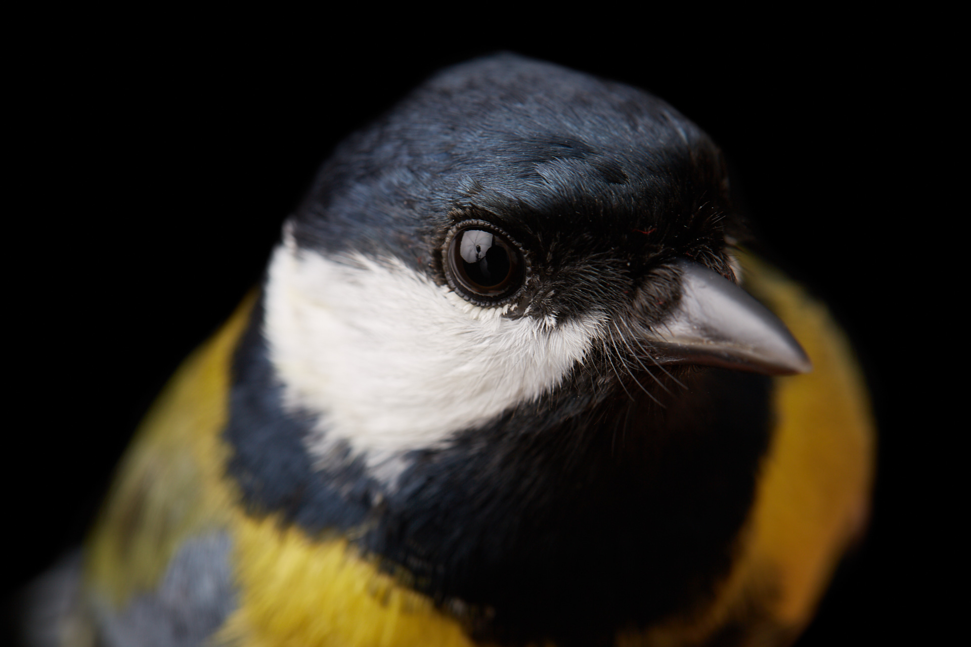 Nahaufnahme Kohlmeise (Parus major)