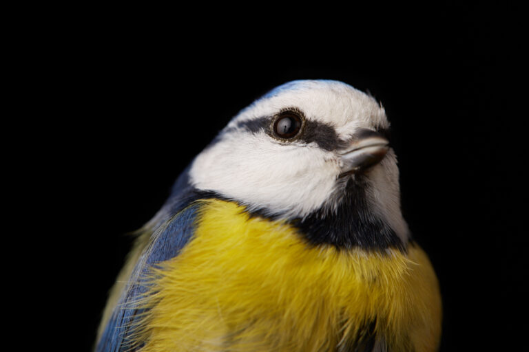 Kohlmeise (Vogel)